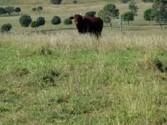 Lot 2 Voss Road Glamorgan Vale Qld 4306 
 A select 200 acres of softwood brigalow scrub on x2 titles for sale 
as a whole or separate. With rural water connected spring fed gullies 
& dams and excellent house sites available, nestled in on the 
Northern side of Marburg. 

 Mostley cleared with remanent Rosewood brigalow, hoop pin, Morten Bay fig & Moreton Bay ash scattered throughout.
 Carrying a good body of grass with a frost free environment. Views 
as far as the eye can see from Blackall Ranges to Mt Flinders & 
border ranges. All of the property is accessible by four wheel drive. 
Stock proof fencing and approx. 15 acres of old cultivation. Accessible 
to the Warrego Highway. 

 Only 50 mins to Brisbane, 10 mins to Marburg & 18 mins to Rosewood and electric train. 

 Note: This can also be purchased as a whole with lot 1 
 