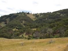 DUNGOWAN/NIANGALA, NSW 2340 Freehold, the property has a building entitlement. Located between Dungowan and Niangala, 53km east of Tamworth via bitumen road. There
 is approximately 40 acres of plateau country sown to high performance 
pasture. The balance is mainly undulating and hilly grazing country with
 open and timbered areas. The soils are mostly basalt and areas of 
Stringy Bark regrowth could be cleared. Good safe water from 4 dams and spring fed gullies. Water has not been a problem in recent dry years. 950mm OR 38 Inches Currently used a mixed operation running sheep and cattle. Estimated to run around 60 – 70 cows and calves or 100 steers. Well fenced into 5 paddocks of varying sizes, the fencing is mainly in very good condition. The property has a building entitlement. 