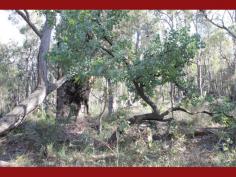 
 435 Marshwood Place 
 Sawyers Valley 
 WA 
 6074 
 For those who appreciate a wonderful variety of flora look no further than this 5 acres of mixed trees and native shrubs. 

 Set in a cul-de-sac road the property is on the fringe of sawyers 
valley townsite with a close proximity to the bridal trail and bushland 
reserves. From the road the block has a very gentle slope and has been 
mostly kept in its natural state. 

 In comparison to other acreage this is very realistically priced 
making it great value and allowing that extra bit of cash to be kept for
 the house of your choice. 

 Call Tim Christie to view this lovely piece of land. 
 