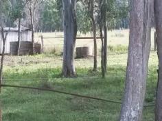  LOT 299 Ellangowan Rd Casino NSW 2470 Positioned just out of cbd and in walking distance to showground/racecourse 
* This great 14 acre property has lots of features 
* Sealed road access a minute or two from cbd, power on block, fully fenced and accesible water 
* Shade trees, good feed, flat land, has dwelling entitlement subject to council conditions 
* Would suit a permanent adjistment, holding paddock scenario or enjoy as a getaway close to town 
* Drain and power easement on property, property subject to flooding 
* At this price, this one wont last ! 