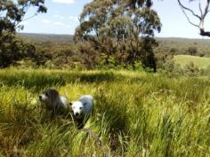  Lot 5 Yandoit Werona Road Yandoit Vic 3461 This block is 
some of the most picturesque land in the area. Approx. 64 acres to be 
used as you like. Fully fenced. Building envelope to build that home 
you’ve always dreamed of. Also has 3 dams, great views, good mix of 
cleared and shade areas including some lovely old gums. The only noise you hear is that of the many birds chattering. Excellent
 property for horses (miles and miles of bush to ride in), also any food
 (grapes, olives, fruit trees etc) production. Have a mini farm with a 
bit of everything!!! Close to Daylesford, Newstead and Castlemaine. Live that clean, self sustainable lifestyle that will keep you energised for years to come. Call to make appointment for inspection now. View Sold Properties for this Location View Auction Results 