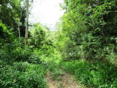 Langley Vale, NSW 2426 96.9 acres of natural bushland ranging from gently undulating to sheer 
cliffs at the back. Believe it or not this natural block is located less
 than 20 minutes drive from town and to local beaches. The block is 
considered to be light 4WD access has power at its frontage, basic 
boundary fencing and has an access track already cleared deep onto the 
block. This is a natural wonderland with a mixture of hardwood timbers 
many of which appear to be mill able, pockets of protected old growth 
forest and areas of identified rainforest. The open cut gullies traverse
 down the slopes making for beautiful water features and the naturally 
occurring Stag horns, elks and native orchids line the trees. If you are
 looking for a getaway, a large parcel of land in a completely private 
position, somewhere to built that log cabin or a shed to escape then 
look no further one of the most affordable large acreages along the 
coast. Private, secluded, tranquil and CHEAP! 