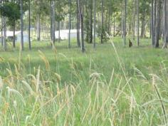  Nabiac, NSW 2312 1.107 hectares of land on the edge of a fantastic go ahead village. This
 is a great location to built your own residence with quality homes 
already built in the area. The block has a gentle slope with a northern 
aspect a scattering of shade trees and electricity connected. If you are
 looking to relocate to the area it give you an opportunity to purchase 
now and build later, even build a shed to utilise in the mean time. 1 
minute off the freeway with tar sealed road and 2 minutes drive to the 
village and 15 minutes drive to the ocean, how perfect is this location. 
