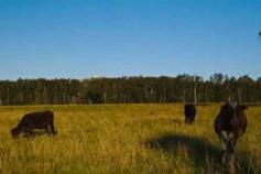 Lot 707 Crescent Head Road Crescent Head NSW 2440 Incredible opportunity to purchase approximately
 233 acres (94ha) adjacent to Crescent Head village.
 The land is on 3 titles and is zoned R5 Large
 lot Residential, RU2 Rural Landscape, E2 Environmental
 Conservation and E3 Environmental Management over
 various areas. It features a mix of coastal flats,
 undulating flood free land and some steeper areas.
 There are beautiful vistas from all over the property
 including ocean views to the north east from the
 higher areas. The land is currently running around
 50 head of cattle and features a large shed and
 cattle yards. 