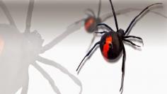  Pest Control 