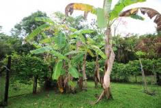  1235 Old Tully Road Maadi QLD 4855 $295,000 * Tropical and peaceful property * Spring fed creek plus bore! * Rainforest plus some fruit trees Getting back to nature is said to be good for the soul. Why not treat yourself to a space where you can relax and enjoy the best that nature has to offer. This 10,000m2 (1 hectare) property is very private and peaceful with rainforest gardens and mature fruit trees scattered throughout the yard. Fresh water will never be an issue, with a spring fed creek running along the rear boundary of the property, plus the advantage of an operational bore. As you make your way down the picturesque driveway to the quaint 2 bedroom home, you'll feel like you are miles away from everything. Yet, the conveniences of Tully and the beauty of Mission Beach are only a 15 minute drive away. Key features of the property include: * 2 good sized bedrooms with built in robes * Open plan living / dining * Separate media room with built in lounge seat * Solid kitchen overlooking the living area, with electric oven and cooktop * Timber decking area for entertaining friends and family * Double carport + workshop area * New awnings, gutters, insulation and ceiling fans * Large water tank that can be filled from the bore (via pump) * Spring fed creek running along the rear boundary * Lush gardens - a mix of rainforest, formal gardens and lawn. 