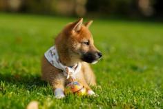 Synlawn offers suitable artificial grass for dogs. We know it is hard to manage natural grass when your pets become naughty and make it dirty.  Cleaning dog grass is an arduous task that's why we have introduced advanced technology artificial grass for your beloved pets.  Since it can be a challenging for you to manage pets but our website  https://synlawn.com.au/products/pet-grass/ can be conducive to get an ideas and quotes to get high-quality grass products.  