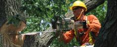  If you're looking for a way to get rid of those pesky tree stumps, look no further! Our stump removal services will take care of the job quickly and easily. We also offer   arborist Melbourne  services, so if you're looking to get rid of an entire tree, we can help with that too. We offer fast and affordable  stump removal Melbourne  services that will have your yard looking great in no time. Contact us today for a free estimate at Website. 