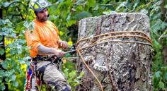  A Plus Tree & Land Management team is committed to providing our clients with superb service, quality and safety as our top priorities. We specialise in wildfire mitigation  Tree Removal in Adelaide  wide and surrounding areas. We take pleasure in our knowledge and experience, having studied and perfected our trade for many years. When it comes to palm tree removal, Adelaide and beyond, we assist in offering the greatest possible solutions for all of your needs, and our key principles are Trust, Safety, Integrity, Respect, and Teamwork. Our crew consists of qualified and experienced arborists that are concerned about the environment. Let our team of specialists handle your maintenance duties, whether you require regular hedge tree pruning or assistance sculpting trees to offer shade. We are also well-known for  Stump Removal in Adelaide  wide. If any approvals are required, we will notify you and assist you in starting the procedure.  