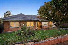  70 Vine Street Magill SA 5072 $1,095,000 Radiating opportunity to renovate, redevelop, or simply relish exactly as-is, 70 Vine Street is the rare framework that's equally capable of every option. A C1958 classic cream-brick frontage proudly makes the most of the wide allotment, offset with lush lawns and rose garden. Wide picture windows and light-wash timber floors flood natural light across the entirety of the full-scale floor plan, with expansive front lounge centred by rich red brick mantle. Shining with nostalgia, the kitchen provides a sturdy, functional home centre and a sentimental trip back in time simultaneously. Poised overlooking the expansive rear yard, a vast veranda is on hand to host everything from lazy brunches to milestone celebrations alfresco. Three spacious bedrooms are ready for bespoke configuration, while an additional study amplifies scope for a home gym, sewing room, or office suite for work-from-home days. All are serviced by a family bathroom, with wide vanity, bathtub, corner shower and separate WC ready to handle rush hour with ease. An extensive rear yard delivers powered workshop and additional sheds for the home tinkerers, while extensive irrigated veggie patch highlights framework for the ultimate home harvest. The generous allotment also presents ample room to create something new, be it a bespoke extension, swimming pool, high-spec outdoor entertaining suite, or all the above. The best of the eastern suburbs is on your doorstep, with the newly reimagined Magill Road precinct moments away for amenities, café culture and pub dining at the Tower Hotel. Morialta Conversation Park is minutes away for outdoor play and hiking trial exploration, as well as Penfolds Magill Estate for further exploration at the cellar door. The morning school run is streamlined, with Magill School, Norwood International High School, St Peters Girls School, Rostrevor College and UniSA Magill all within a close radius. Less than 20 minutes to the CBD, or harness regular public transport from Church Street for a quick commute. Dream project, clever development (STCC), sturdy investment, enviable restoration, or your much awaited new home unchanged. No matter your plan, the future looks bright. More to love: - Solar panels - Secure carport with rear yard access - Additional off-street parking off-street parking for up to four vehicles - Separate laundry with exterior access - Ducted reverse cycle air-conditioning - Ceiling fans - Freshly repainted - Established gardens and fruit trees - External blinds - Rainwater tanks 