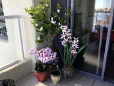  I'm thrilled to introduce Designer Vertical Gardens for all your artificial plant needs. My name is David Eden, and along with my dedicated team, we specialise in offering realistic, low-maintenance greenery through our  artificial succulents  and artificial orchids - all available at wholesale prices. Our artificial succulents and orchids are perfect for both home and commercial spaces. With a wholesale option, designers and retailers can easily elevate their projects with lifelike, vibrant plants. 
