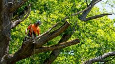 Tree Lopping Sydney: Expert Care for Your Urban Canopy Employ expert tree lopping services in Sydney to preserve the attractiveness and well-being of your Sydney property. In our busy urban environment, good tree management is essential for both safety and aesthetic reasons. SydneySide Tree Services is the best choice for any of your tree-lopping requirements in Sydney. They provide unmatched experience in trimming, shaping, and removal of trees of all sizes because to their highly qualified arborists, cutting-edge machinery, and dedication to environmental stewardship.  