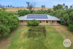  20 Hartmann Drive Tamworth NSW 2340 $929,000 As you drive up towards the home, a tree lined avenue of pepper trees greet you. A very inviting entrance to this one level brick beauty with complete privacy and a large level front lawn. Bathed in natural light from its perfect North Easterly aspect, this cleverly designed low set brick home offers a low maintenance lifestyle on 5,145sqm of land. Privacy is a key feature with three boundaries enjoying established foliage, another is the focus on indoor/outdoor living and entertaining around the sparkling swimming pool! The kitchen style has a French country theme and located in the heart of the home allowing you to prepare meals while keeping an eye on big kids in the pool! The spacious large tiles in the dining and living allows the seamless flow throughout this expansive home, and a classic verandah runs almost completely around the home. The master bedroom offers an ensuite and walk in wardrobe, the three bedrooms include built in wardrobes and well located to a main bathroom and are once again queen size rooms. Climate controlled with reverse cycle ducted air conditioning, three bay car accommodation, garden shed, 10kw solar panels back to grid PLUS a bore which pumps to the back and front of the shed. The row of established Olive trees sets a lovely scene in the backyard, along with the fire pit area and shed plus 10,000 litres of rainwater tanks. I saved the best till last, rear access and no neighbours behind you. Just pure undulated country land. 