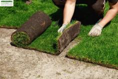  Lush Green Turf Landscaping offers top-quality turf laying service Sydney to create beautiful, healthy lawns. As a trusted residential turf installer Sydney, we provide expert turf installation for homes and gardens. Enhance your outdoor space with our premium turf solutions. Contact us today for a greener, fresher lawn! 
