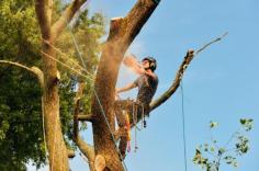  Choosing an arborist for your tree removal Eastern Suburbs Sydney can be difficult if you don’t know where to look, but rest assured our past clients are always referring us to their friends and family due to our reputable, high quality and friendly service. But don’t take our word for it! Here’s what our clients say about our tree removal Eastern Suburbs Sydney. 