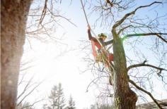  The team at Branch Out Tree Specialists are the experts in tree removal North Shore! With over 15+ years of experience in arboriculture, our team can assist with all kind of tree removals – no matter how big or small. We are passionate about the restoration and conservation of Sydney’s trees, gardens and lifestyle blocks. As a result, this is why time and time again, we are recognised as the leaders in quality tree management in Sydney. 