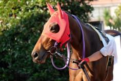  Horse Hoods and Muzzles: Essential Uses and Benefits for Riders Learn the benefits and uses of horse hoods and muzzles. Improve your horse’s comfort, control, and performance with these essential riding accessories. 