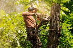  We are comprehensive in every aspect of tree preservation and will offer all the right tools and services to make an informed decision about the correct process for your trees and grounds. Our specialists will also provide an in-depth analysis of your tree and supply inspection reports to ensure healthy tree sustainability and growth. Furthermore, in order to enhance your curb appeal, we won’t just stop at tree pruning and removal. Arborist sydney . Find us here 