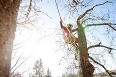  When you employ Branch Out Tree Specialists to assist with tree removal North Shore, we prioritize our care for tree health and value their vitality as a resource. In some instances, tree removal can also be a pathway to new growth. We undergo the highest safety measures and routines to guarantee that the process is done within industry guidelines while also taking care of the Sydney Council applications.  