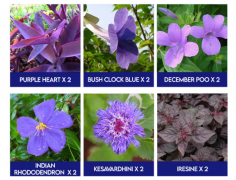  Enhance your garden’s charm with our Blue Flower Combo – a stunning collection of blue-blooming plants that add a touch of elegance and serenity to any space. This thoughtfully curated combo includes a variety of blue flowers such as Blue Petunia, Morning Glory, Salvia, and Blue Pansy, known for their vibrant hues and easy maintenance. Perfect for flower beds, borders, hanging baskets, or pots, these plants thrive in home gardens, balconies, and terraces. Blue flowers symbolize peace, calm, and creativity, making them a unique and soothing addition to your garden. Whether you're designing a color-themed garden or simply love rare blooms, this Blue Flower Combo is the perfect choice to make your outdoor space truly stand out. 
