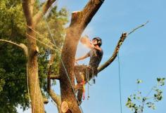  Trying to undertake any kind of tree removal eastern suburbs Sydney, tree lopping or hedging without the assistance of a professional arborist can be dangerous and risky. A professional arborist is an individual who has been qualified in arboriculture and trained to undertake tree maintenance, treatment, and removals. At Branch Out Tree Specialists, our arborists are passionate about their work. Tree Removal Eastern Suburbs Sydney is one of the key services we specialise in, and our team will go above and beyond to meet your needs. 