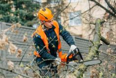  Are you tossing up whether to hire an Arborist Sydney North Shore or attempt a DIY, there are a number of factors you should consider before making your choice! An arborist is a person who is professionally trained in the practice of arboriculture. Arborists can assist with tree removals, pruning, planting, stump cutting, creating structural support, removing hazardous plants and more. They can perform work on even the tallest of trees! One of the main benefits to hiring an Arborist Sydney North Shore is that they are highly trained in proper tree care. 
