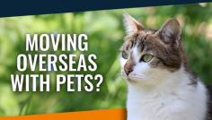  Shipping Pets Overseas Browse:  https://www.shipping.net.au/shipping-services/shipping-pets-overseas/ Shipping pets overseas when moving to a new country is a specialised area. OSS utilise the services of Jet Pets to ensure your loved pet is looked after every step of the journey. 