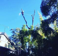  Branch Out Tree Specialists & Maintenance Specialists go beyond standard tree removal by offering expert arborist services and detailed tree health evaluations throughout St Ives. Our qualified arborists are highly experienced in diagnosing tree health issues, assessing structural integrity, and identifying pest infestations or fungal diseases. We provide in-depth tree analysis and formal inspection reports to guide property owners in making informed decisions about Tree Removal St Ives or tree preservation. In cases where removal isn't necessary, we offer alternatives like targeted pruning, canopy thinning, and root management to enhance tree longevity and safety.  Find us here 