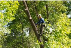  There are a number of risks that come when removing a tree, which is why it is crucial to hire a professional to assist with tree removal Bondi. While many individuals are tempted by doing a DIY job, hiring a professional to assist with tree removal Bondi is essential. Attempting a tree removal Bondi without the right knowledge and equipment, you leave yourself vulnerable and those around you vulnerable to an array of risks. At Branch Out Tree Specialists, our arborists have over 15+ years of experience and are passionate about the restoration and conservation of trees. 