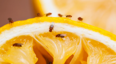  Fruit flies may be tiny, but they’re a big kitchen nuisance in Australia’s warmer months. Attracted to overripe fruit, food scraps, and damp organic matter, they breed fast and spread quickly. This guide covers where they come from, how to tell them from gnats, prevention tips, and the best traps to remove them — for good. 