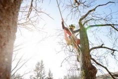  With over 15+ years of experience in arboriculture, our team can assist with all kind of tree removals – no matter how big or small. We are passionate about the restoration and conservation of Sydney’s trees, gardens and lifestyle blocks. As a result, this is why time and time again, we are recognised as the leaders in quality tree management in Sydney. We’ve got the right tools and knowledge to make informed decisions about the correct process of your trees and grounds. When you employ Branch Out Tree Specialists to assist with tree removal North Shore, we prioritize our care for tree health and value their vitality as a resource. In some instances, tree removal can also be a pathway to new growth. We undergo the highest safety measures and routines to guarantee that the process is done within industry guidelines while also taking care of the Sydney Council applications. Whether you’re looking to remove an old rotten tree or your backyard has become overtaken by wild and overgrown branches, Branch Out Tree Specialists will be there to help! We strive to make your home as safe as possible while enhancing your curb appeal. Not only is our service prompt, ethical and measured, but our tools are also up to date and industry approved. 