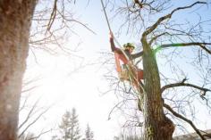  The team at Branch Out Tree Specialists are the experts in tree removal North Shore! With over 15+ years of experience in arboriculture, our team can assist with all kind of tree removals – no matter how big or small. We are passionate about the restoration and conservation of Sydney’s trees, gardens and lifestyle blocks. As a result, this is why time and time again, we are recognised as the leaders in quality tree management in Sydney. We’ve got the right tools and knowledge to make informed decisions about the correct process of your trees and grounds. Not only that, we also provide all customers with an in-depth tree analysis and inspection reports to ensure healthy tree sustainability and growth, while keeping you informed every step of the way. When you employ Branch Out Tree Specialists to assist with tree removal North Shore, we prioritize our care for tree health and value their vitality as a resource. In some instances, tree removal can also be a pathway to new growth. 